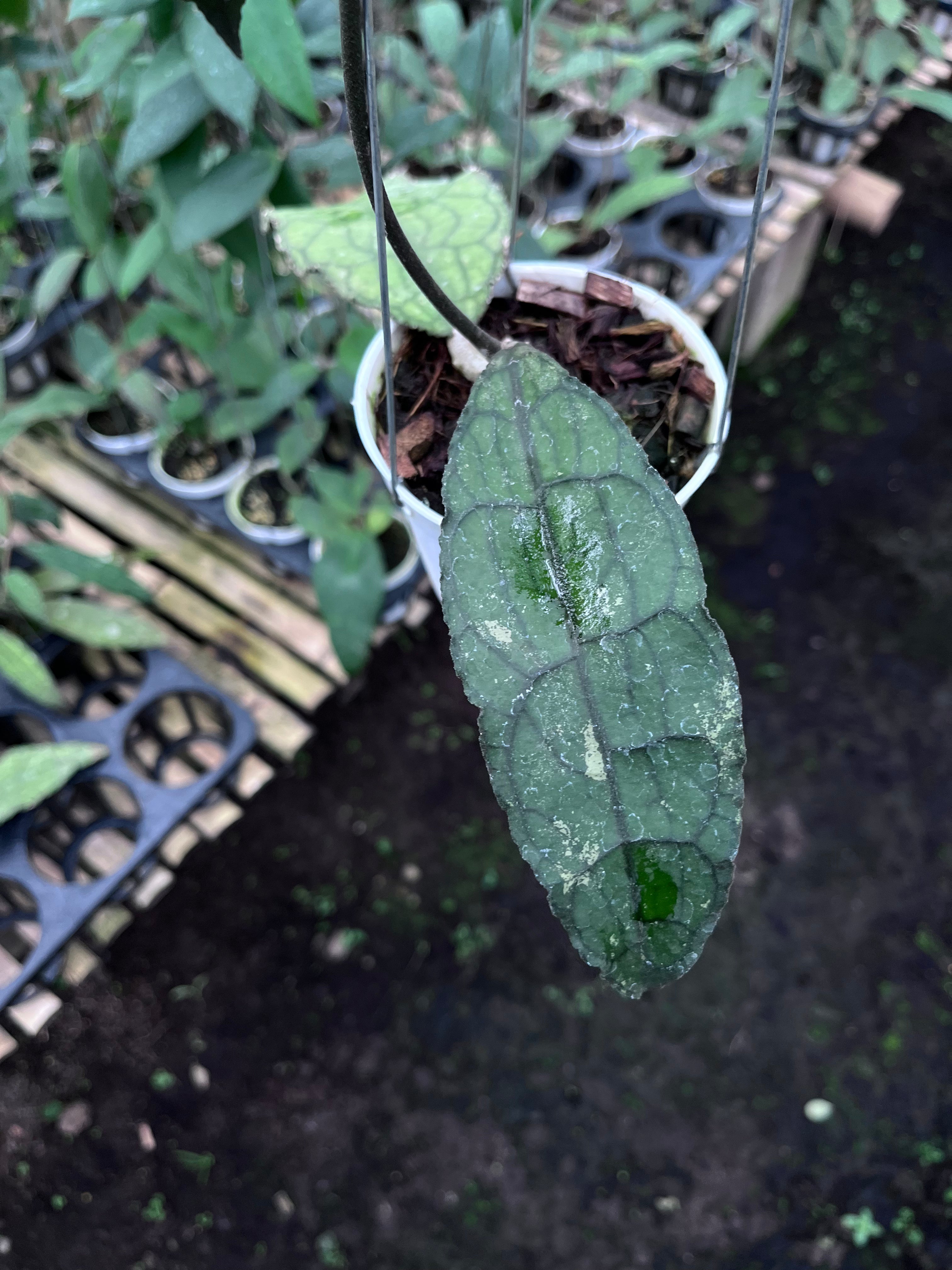 Hoya Clemensiorum Aceh Dark