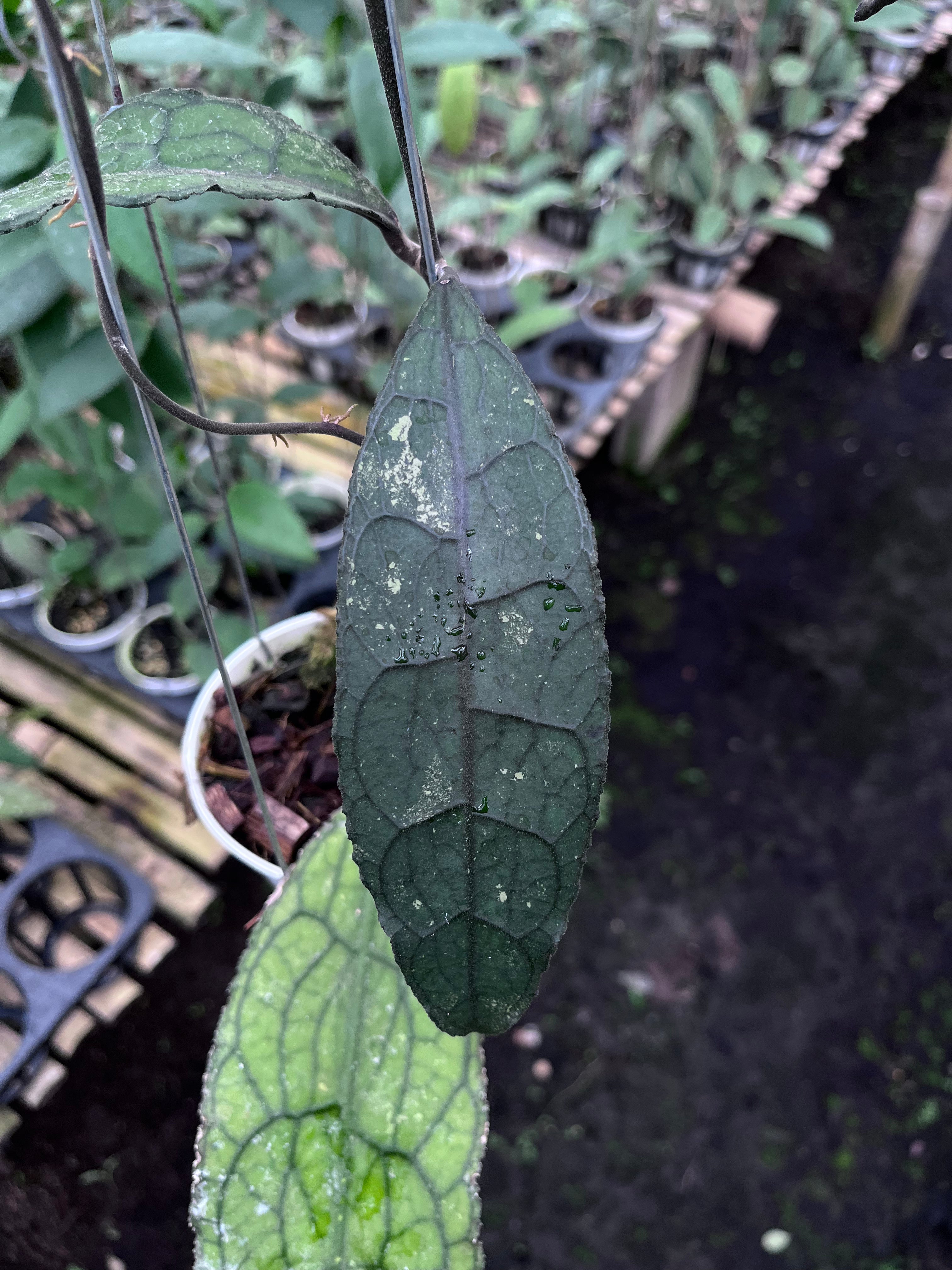 Hoya Clemensiorum Aceh Dark