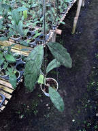 Hoya Clemensiorum Aceh Dark