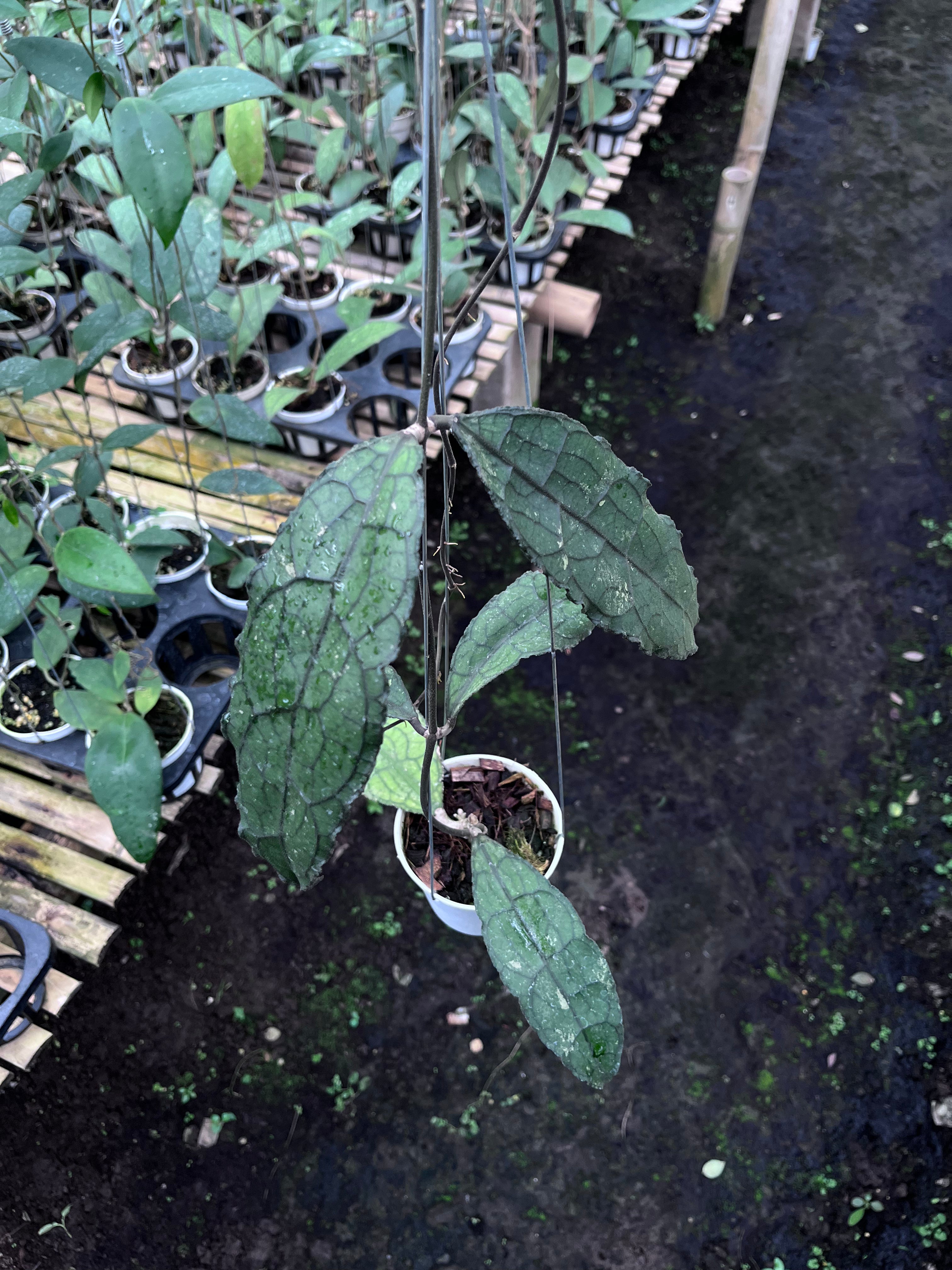 Hoya Clemensiorum Aceh Dark