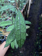 Hoya Clemensiorum Aceh Mini Leaves