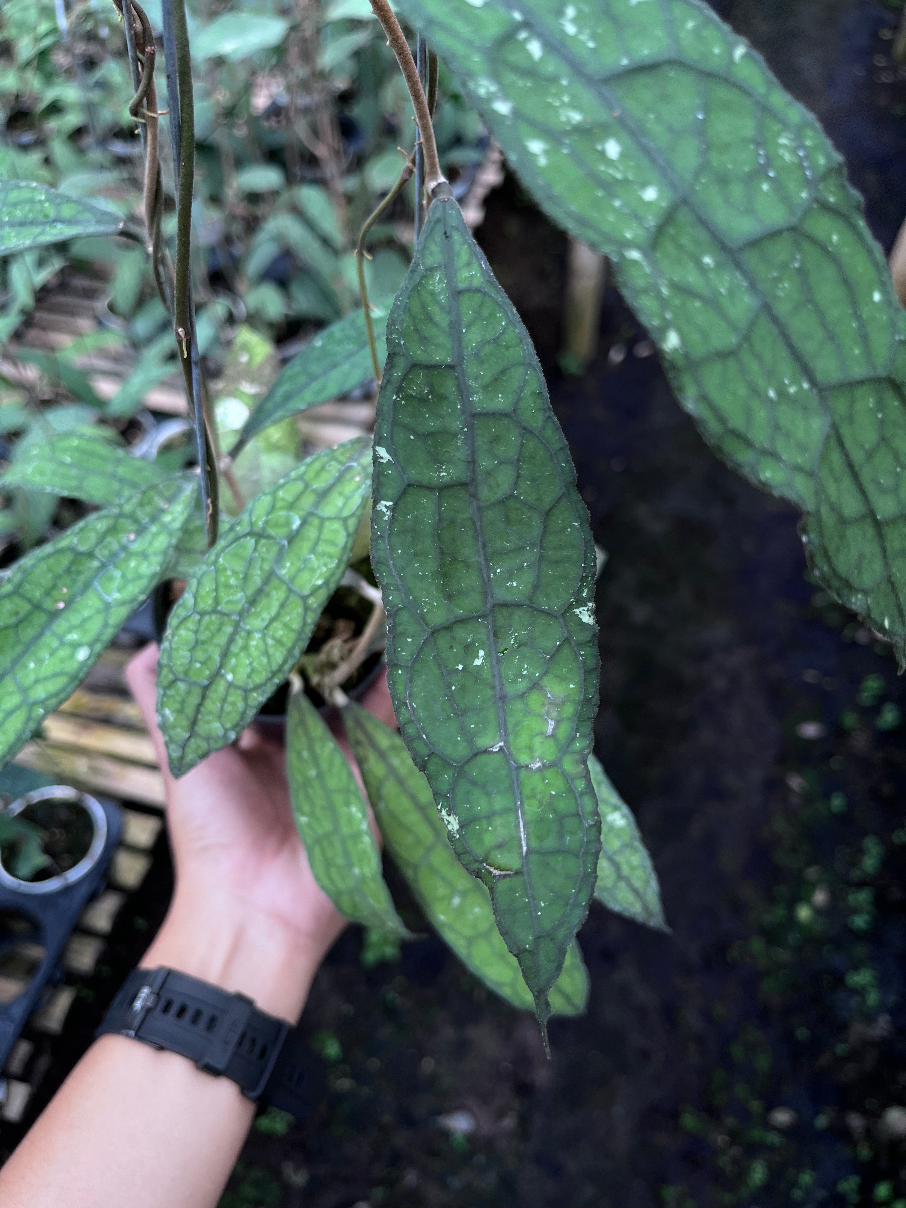 Hoya Clemensiorum Aceh Mini Leaves