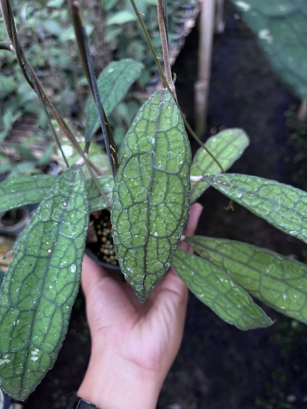 Hoya Clemensiorum Aceh Mini Leaves