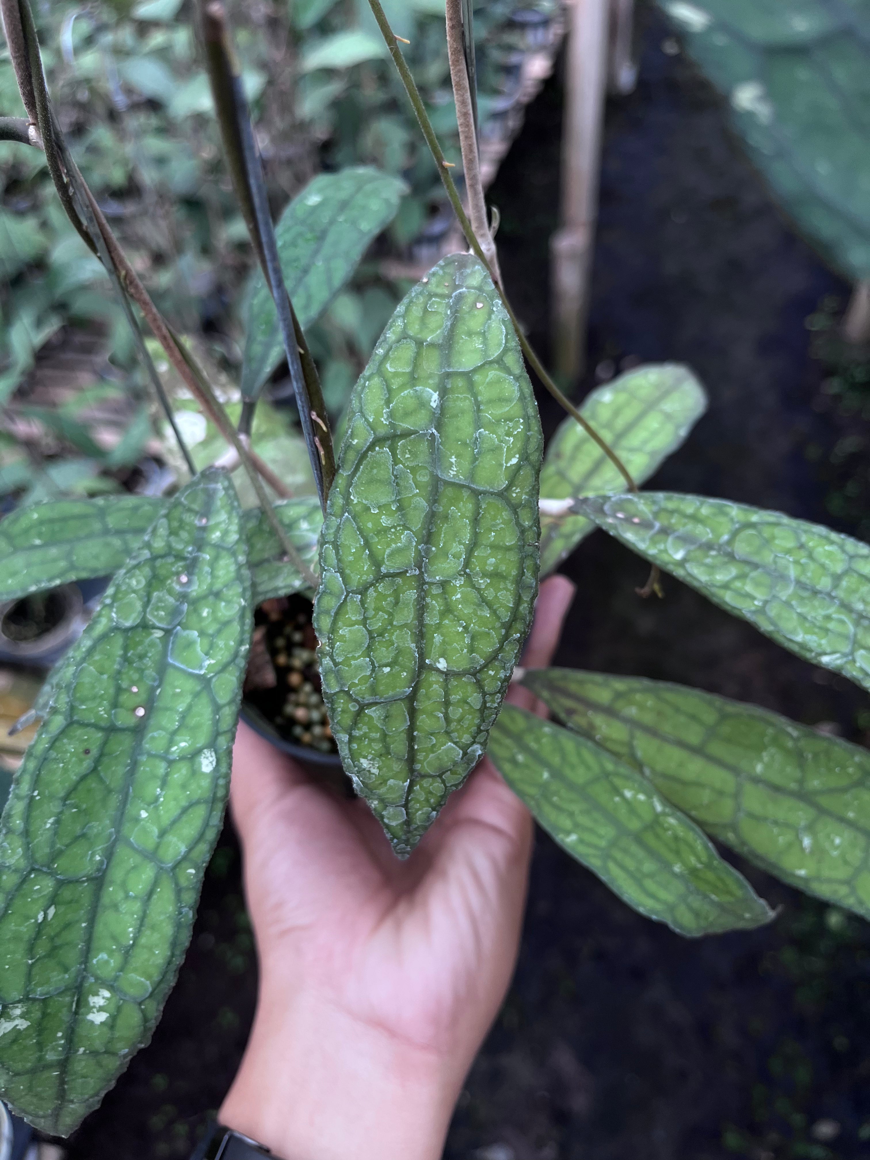 Hoya Clemensiorum Aceh Mini Leaves