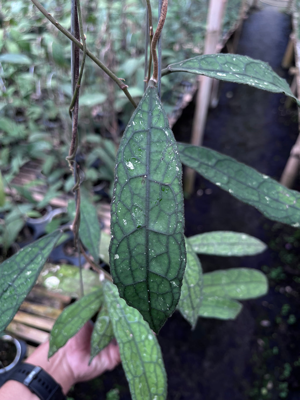 Hoya Clemensiorum Aceh Mini Leaves