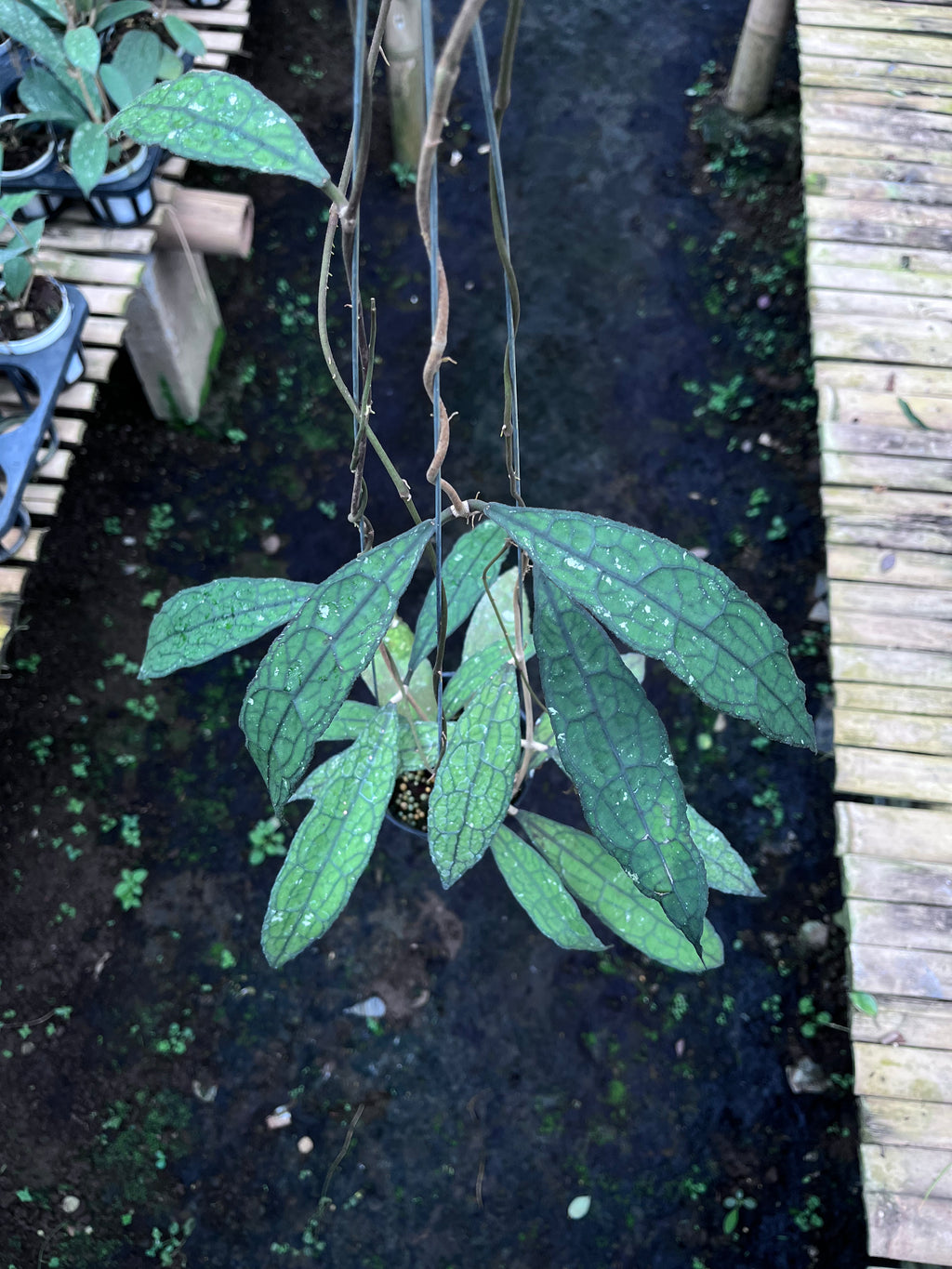 Hoya Clemensiorum Aceh Mini Leaves