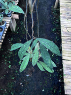 Hoya Clemensiorum Aceh Mini Leaves
