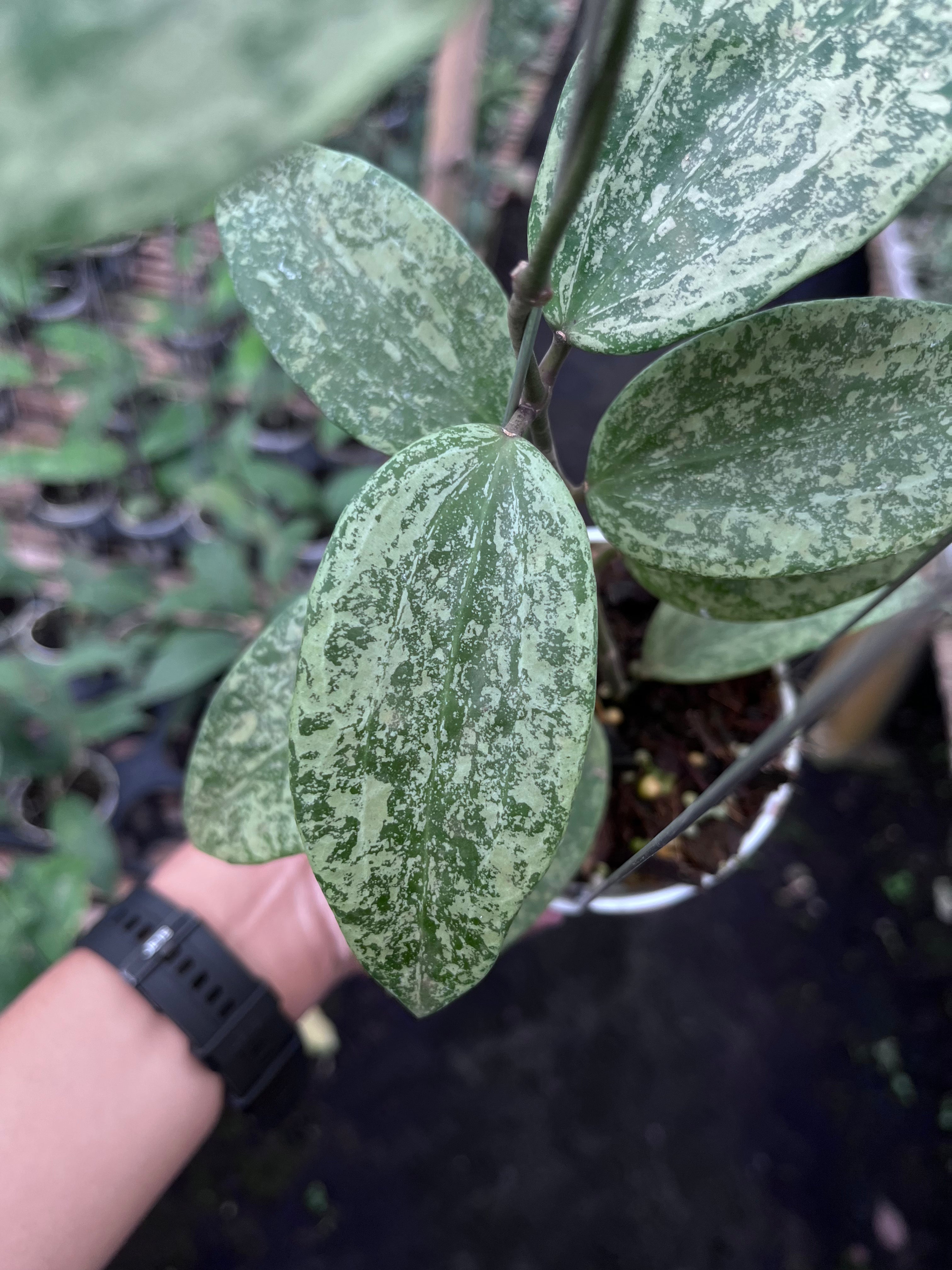 Hoya Rangsan Silver