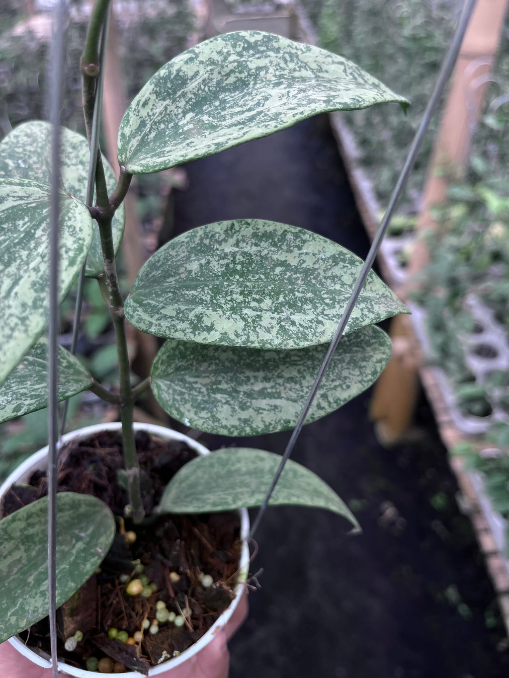 Hoya Rangsan Silver