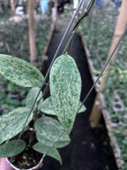 Hoya Rangsan Silver