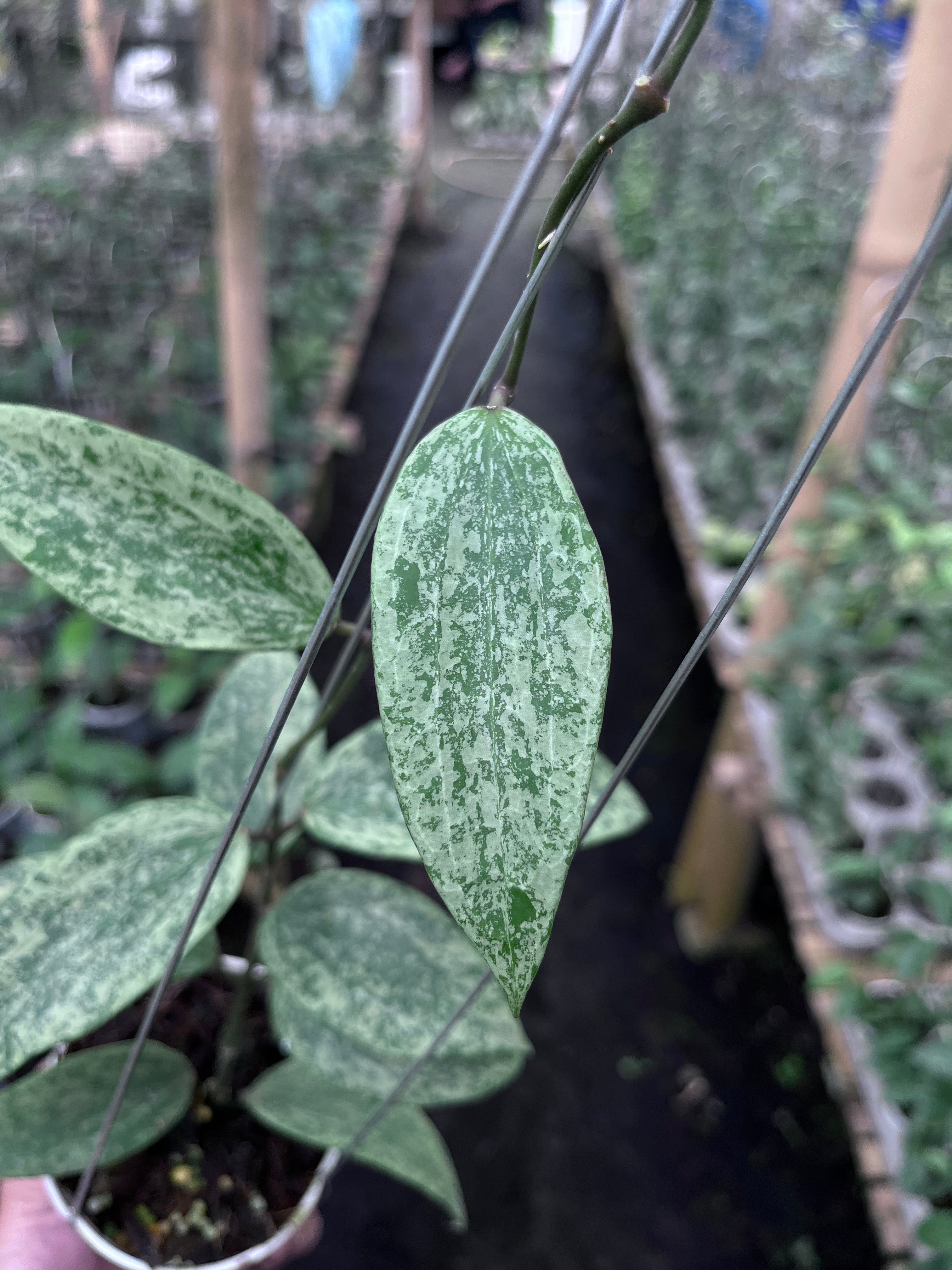 Hoya Rangsan Silver