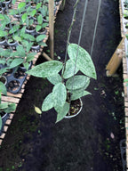 Hoya Rangsan Silver