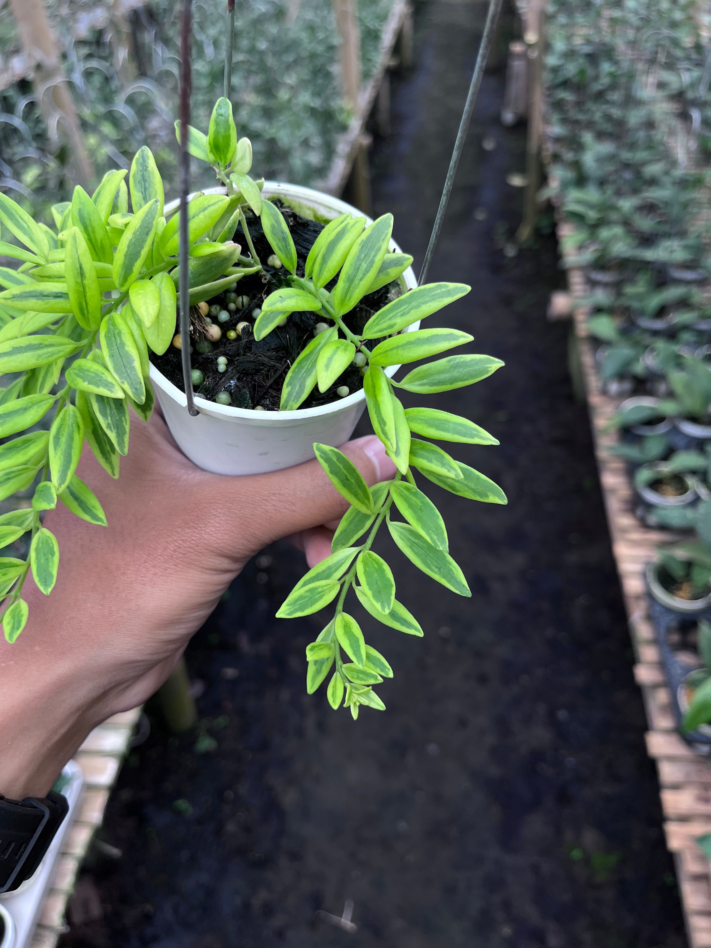 Hoya Dischidia Romawi