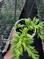 Hoya Dischidia Romawi