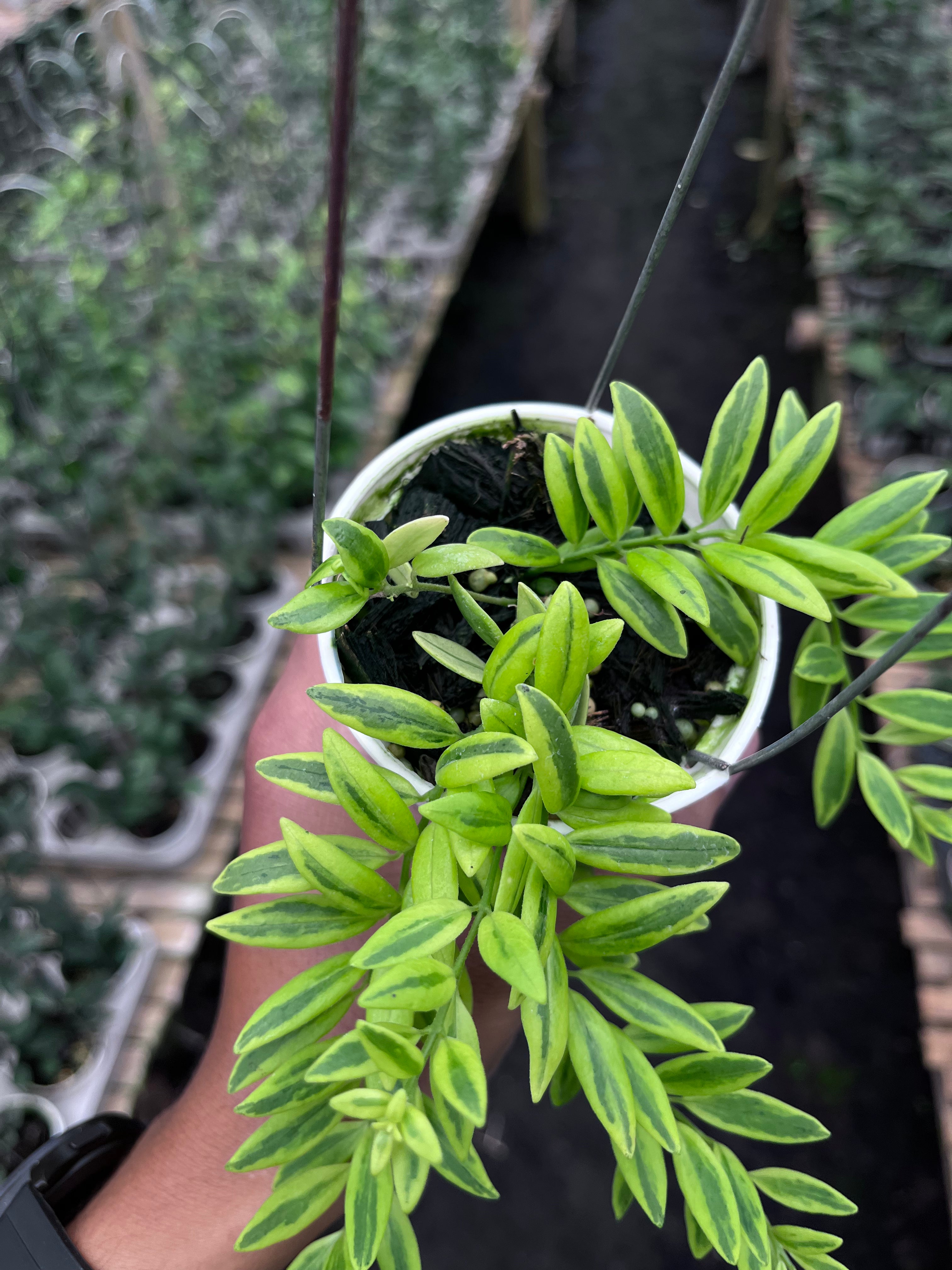Hoya Dischidia Romawi