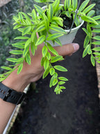 Hoya Dischidia Romawi