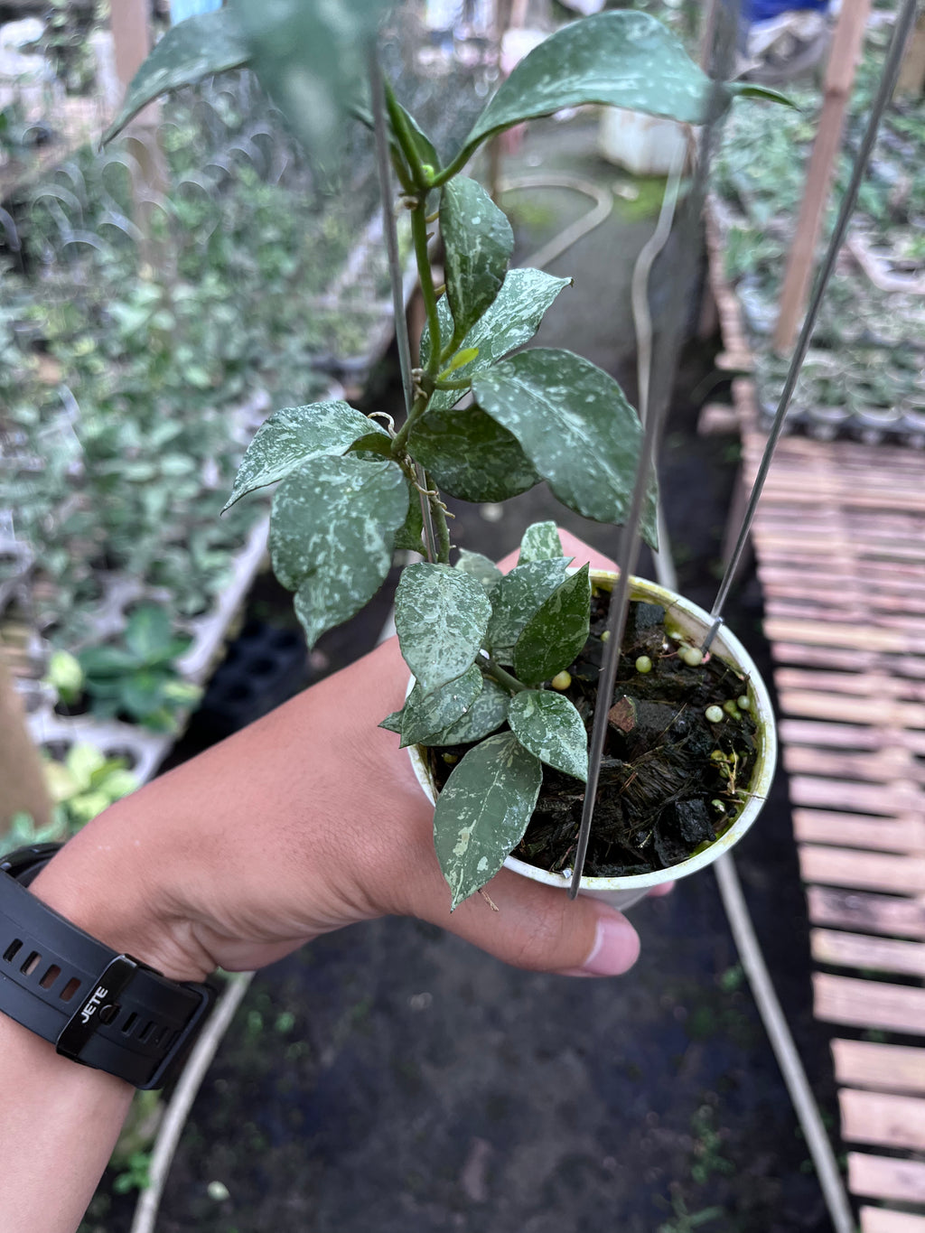 Hoya Lacunosa Zebra Skin