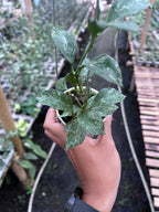 Hoya Lacunosa Zebra Skin