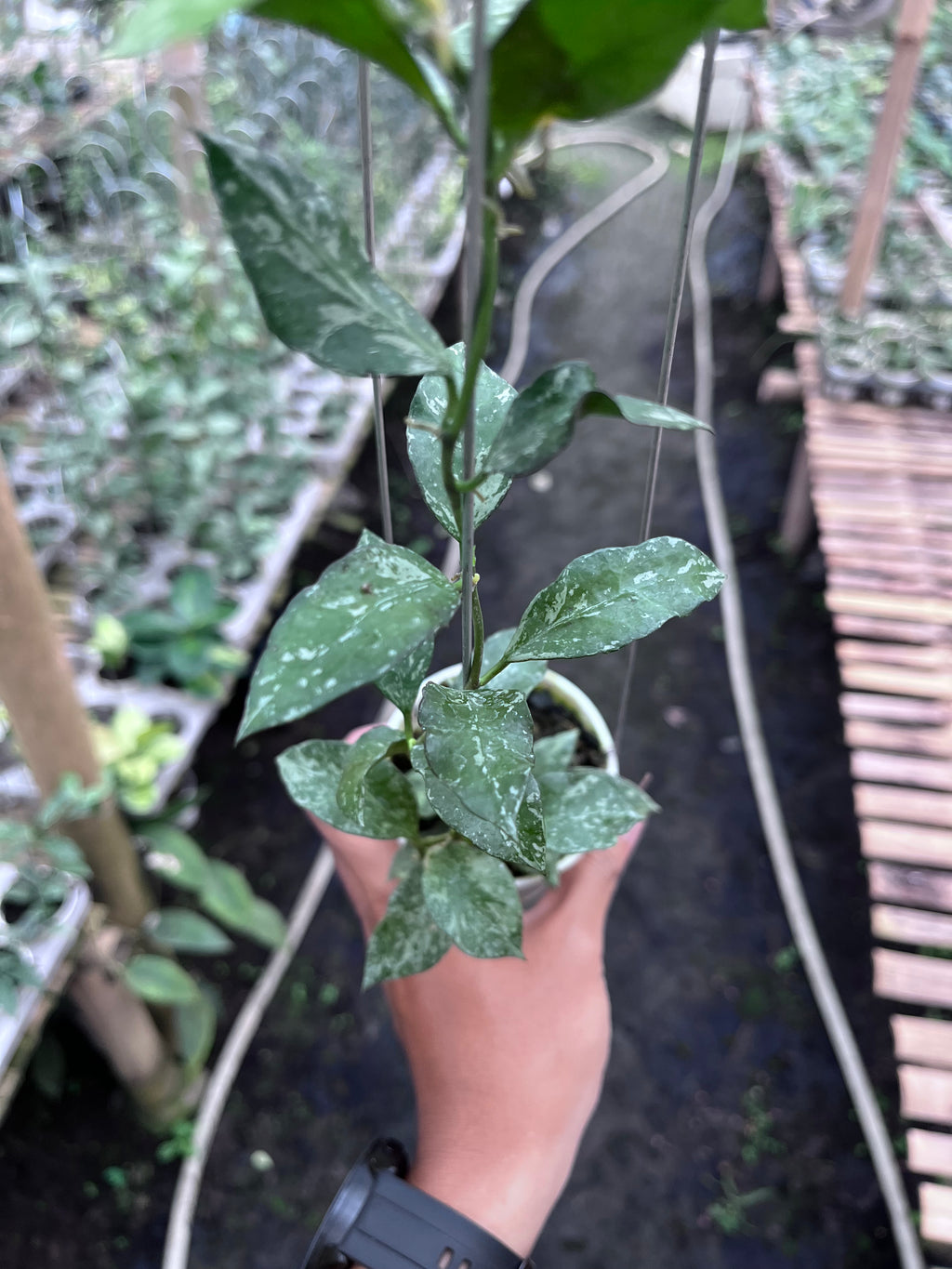 Hoya Lacunosa Zebra Skin