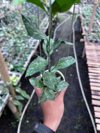Hoya Lacunosa Zebra Skin