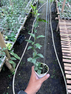 Hoya Lacunosa Zebra Skin