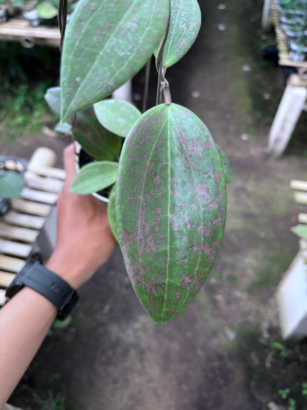 Hoya Wilburgiae Splash Pink