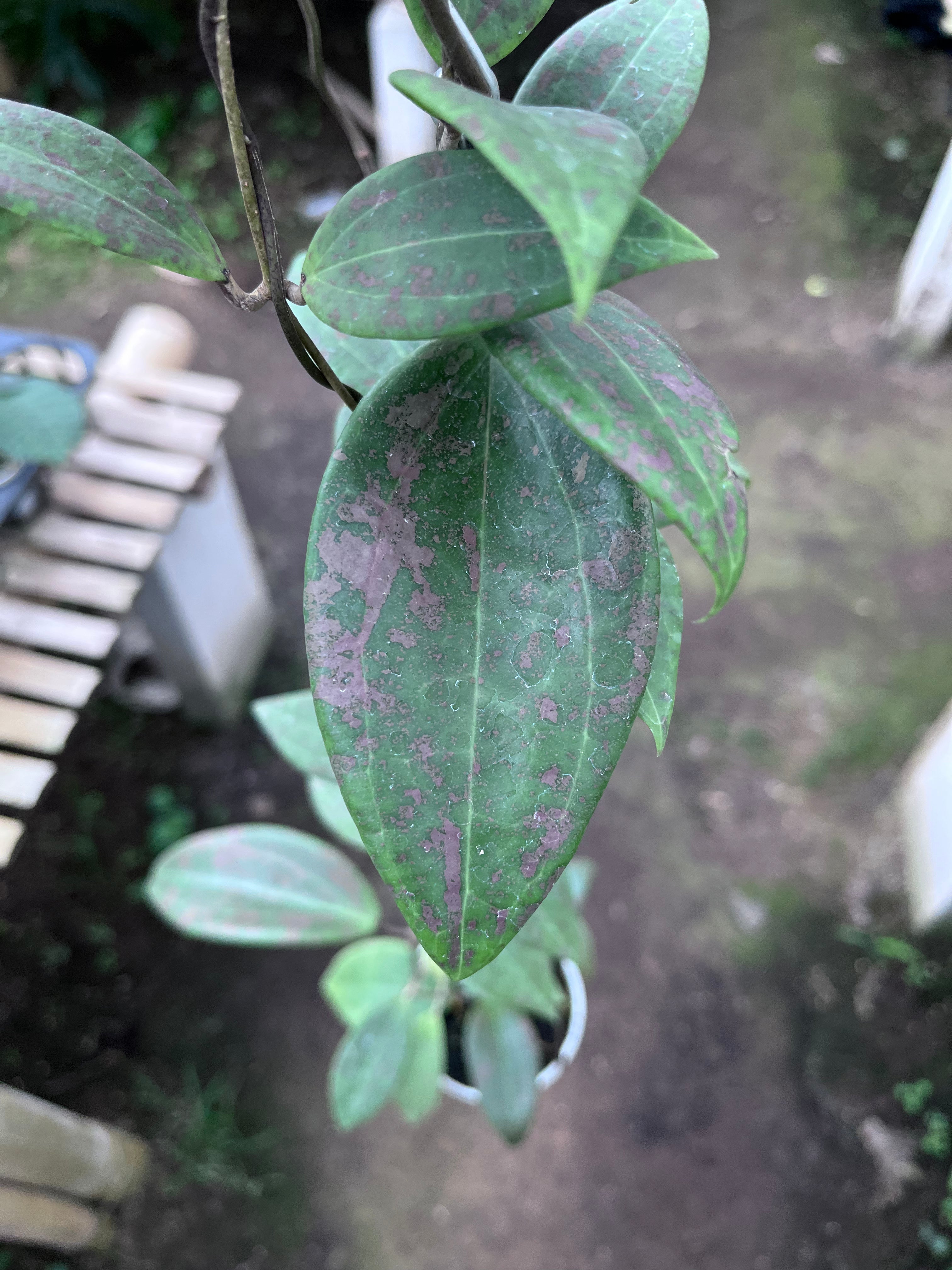 Hoya Wilburgiae Splash Pink