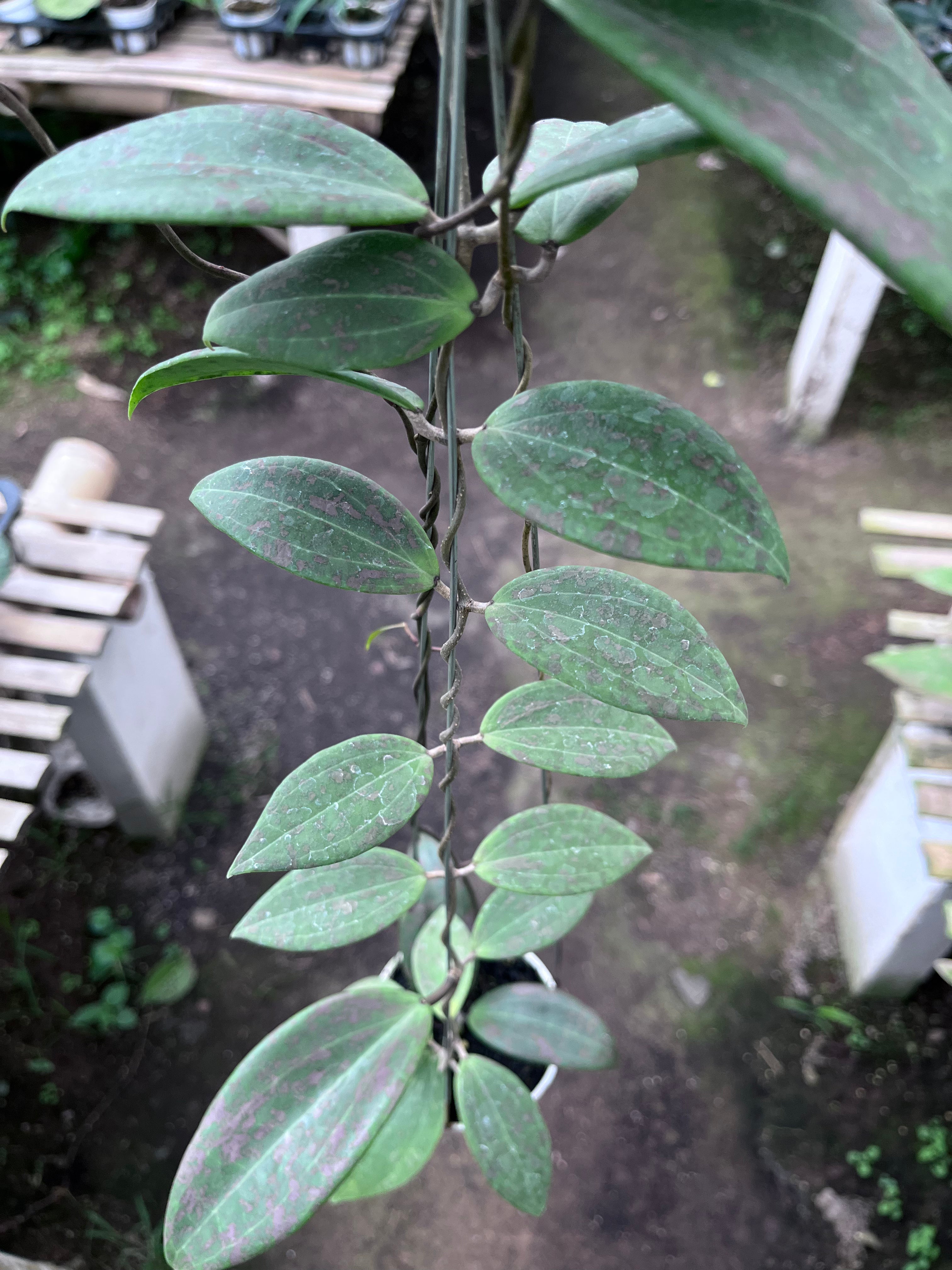 Hoya Wilburgiae Splash Pink