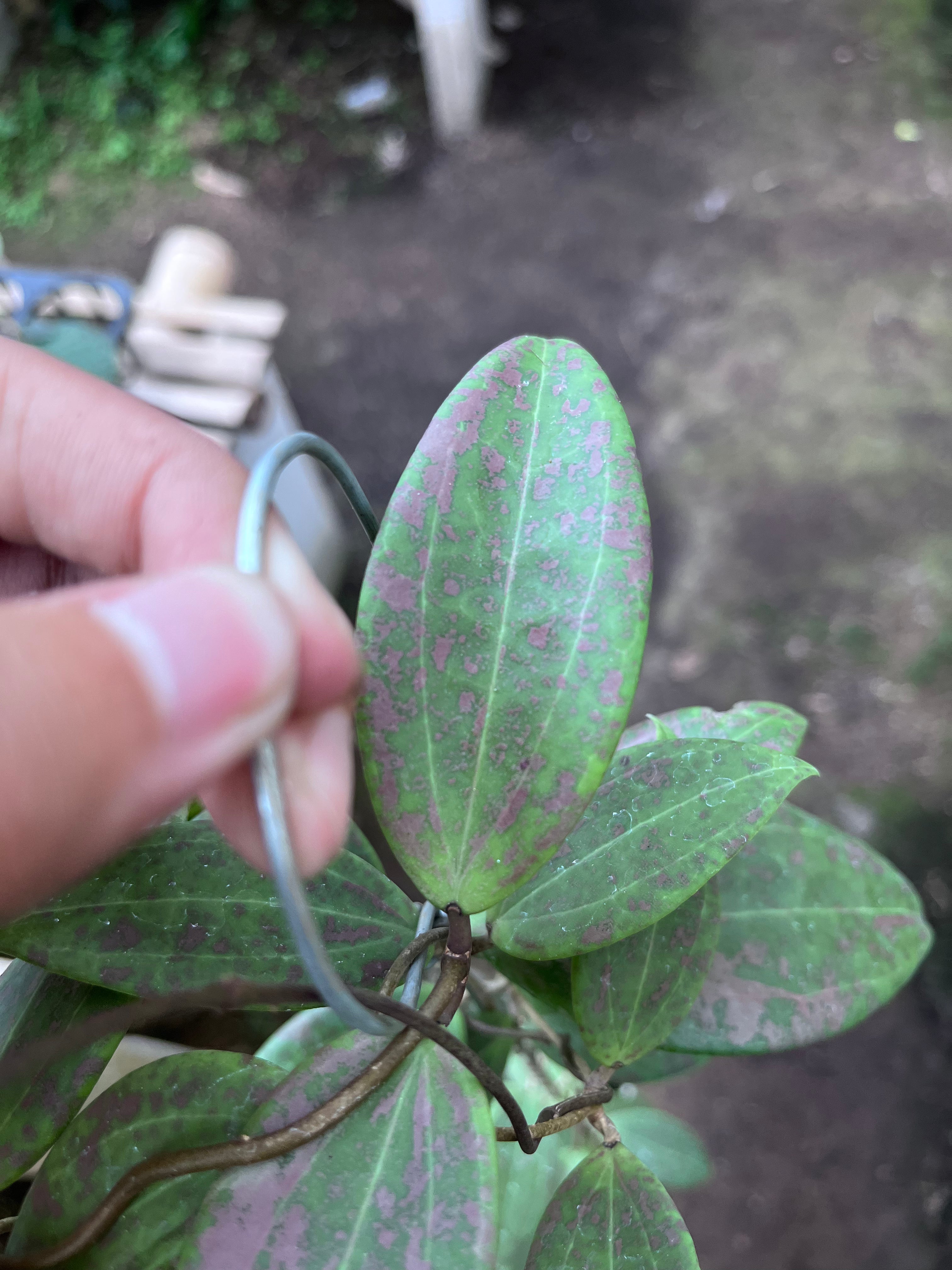 Hoya Wilburgiae Splash Pink