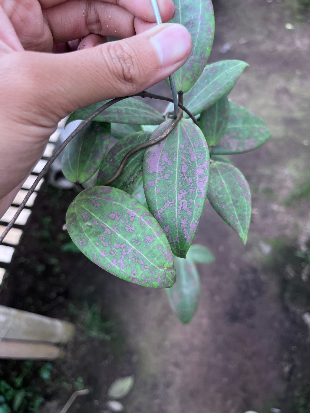 Hoya Wilburgiae Splash Pink