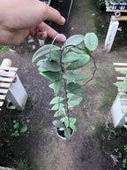 Hoya Wilburgiae Splash Pink