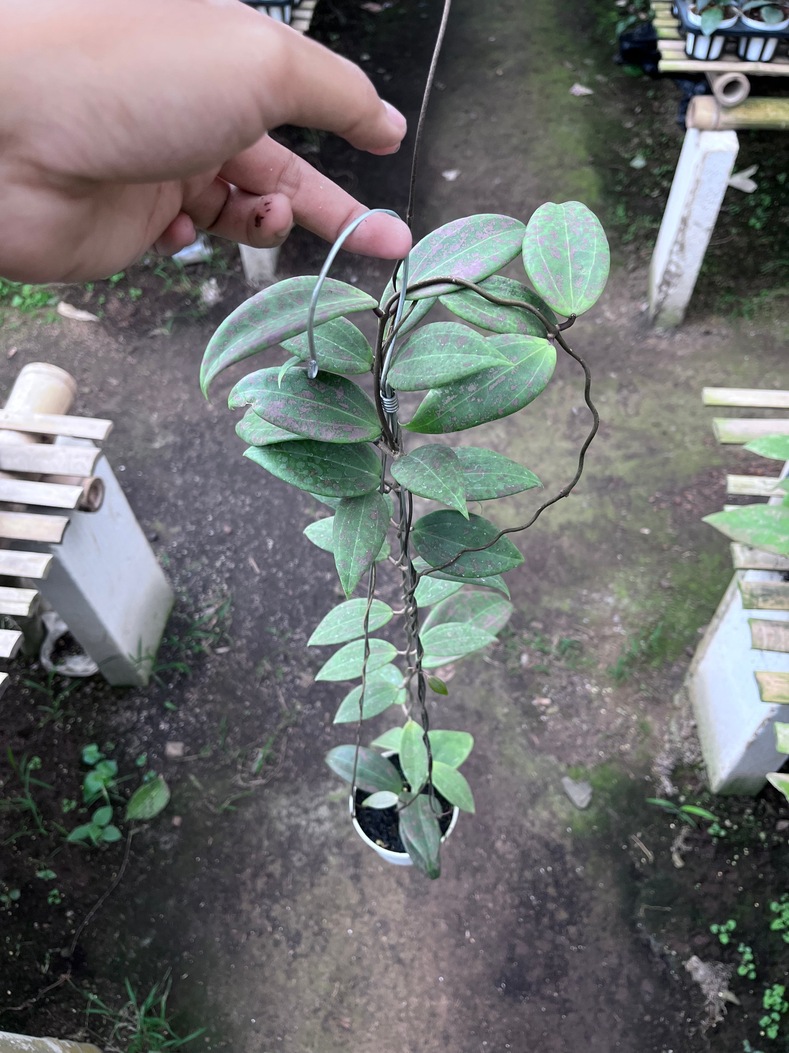 Hoya Wilburgiae Splash Pink
