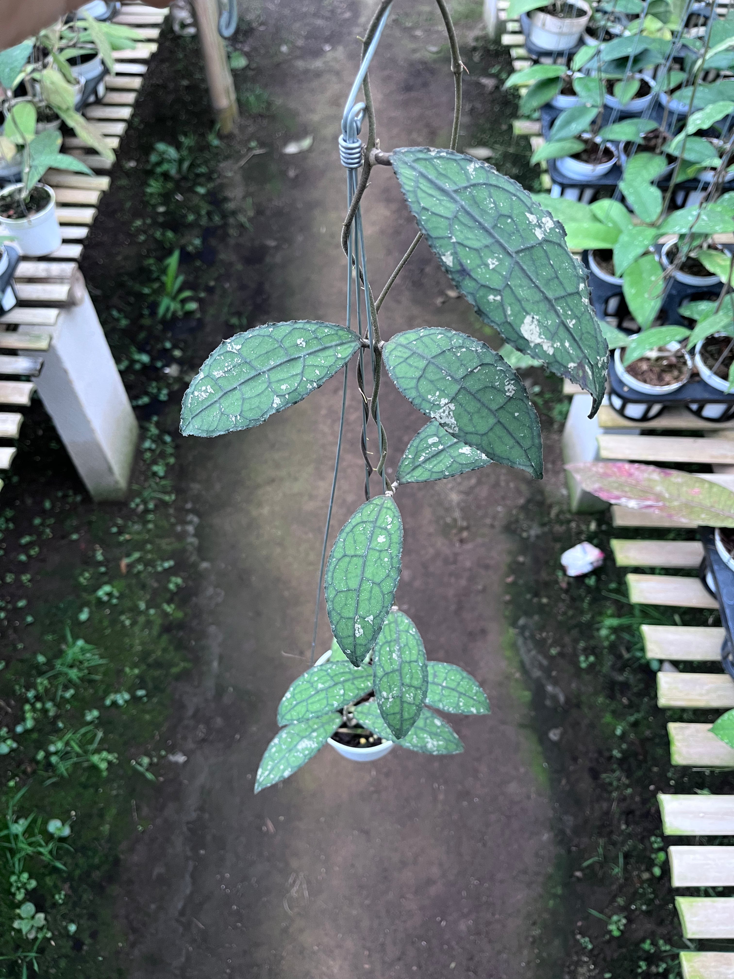 Hoya Clemensiorum Aceh Army