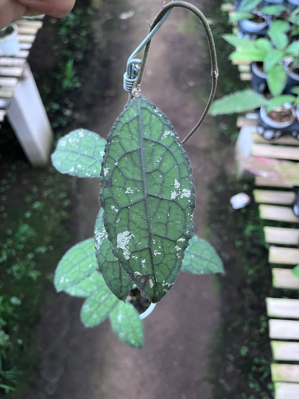 Hoya Clemensiorum Aceh Army