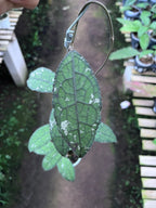 Hoya Clemensiorum Aceh Army