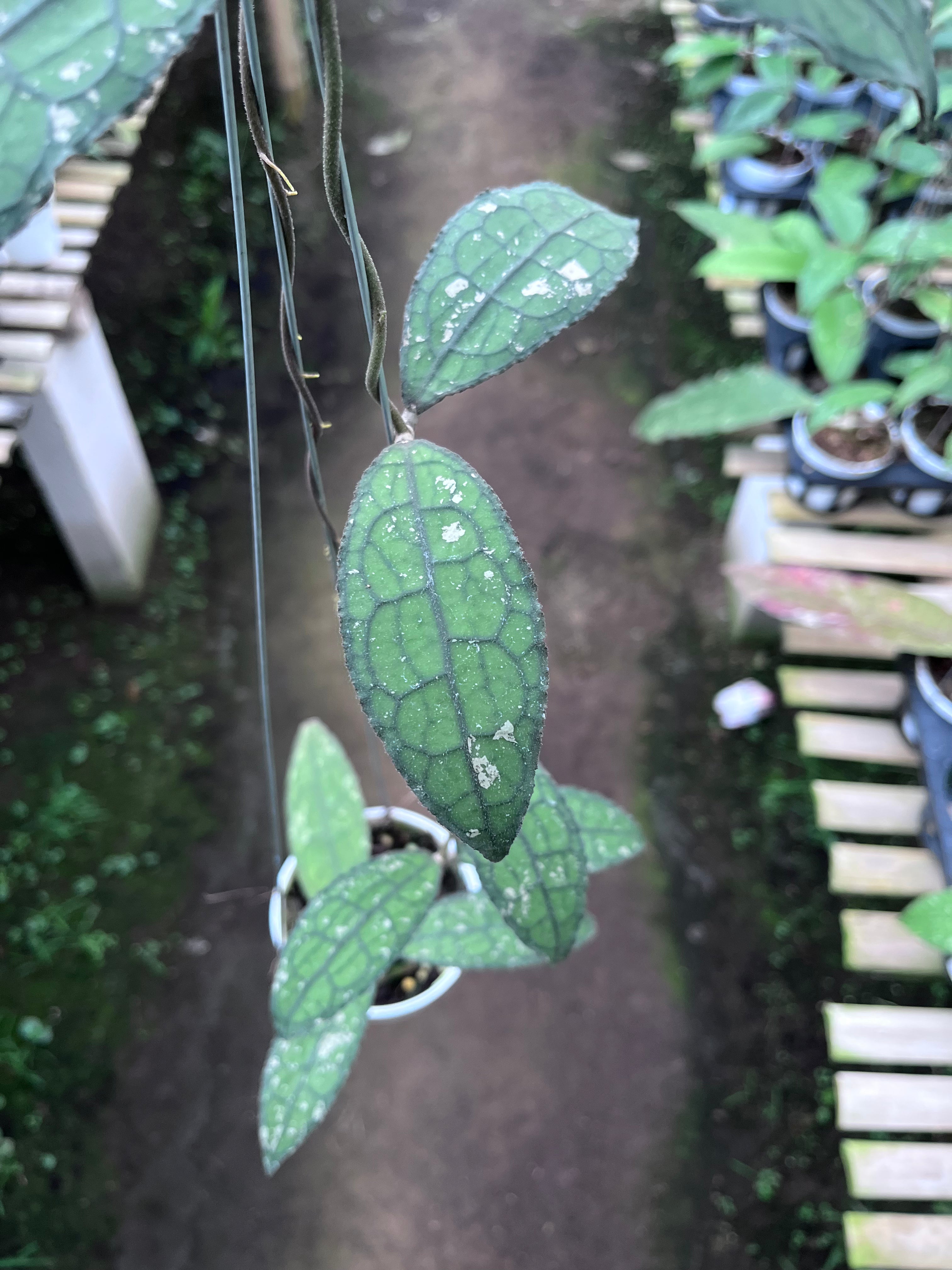 Hoya Clemensiorum Aceh Army