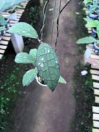 Hoya Clemensiorum Aceh Army