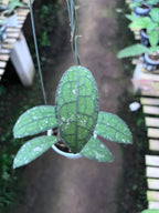 Hoya Clemensiorum Aceh Army