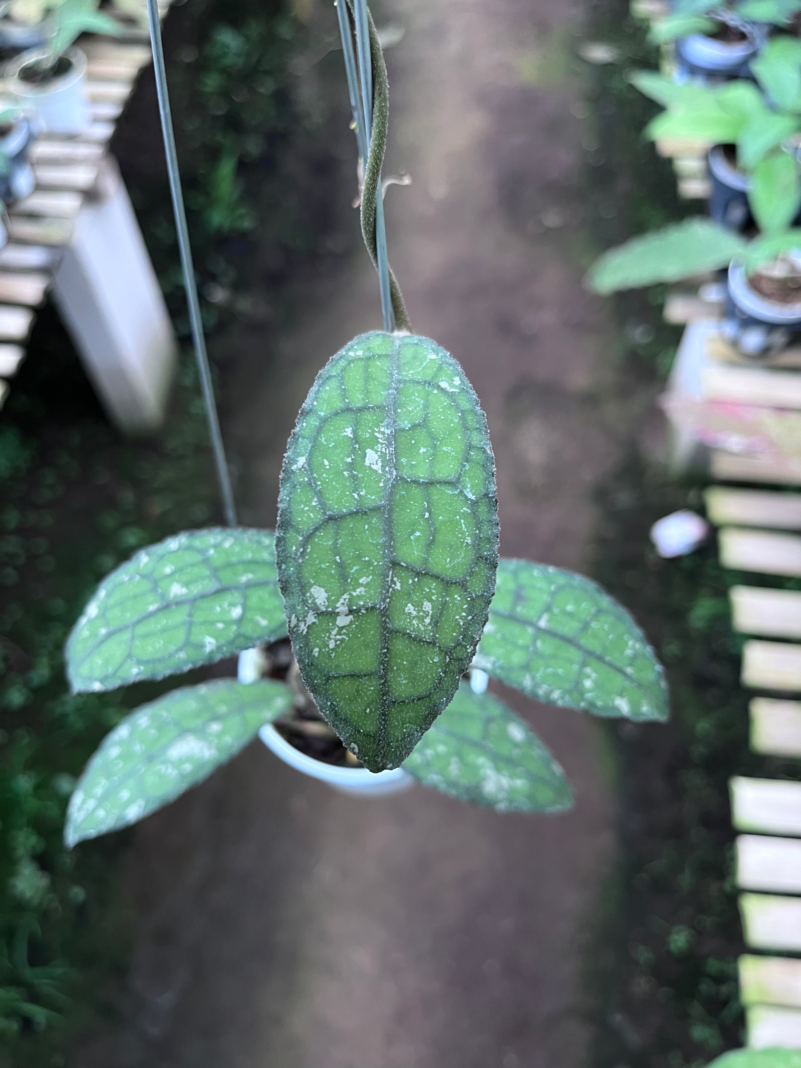 Hoya Clemensiorum Aceh Army