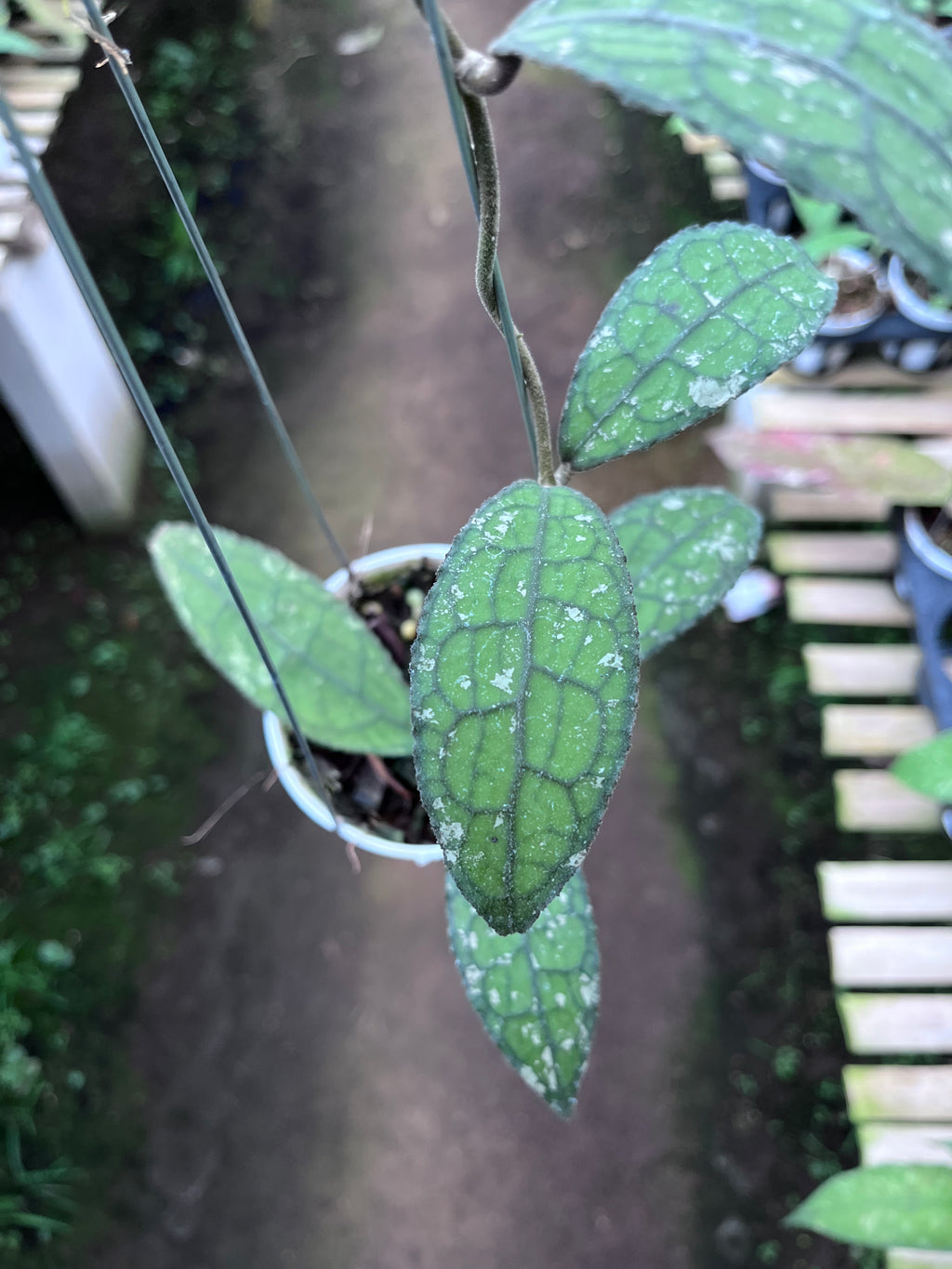 Hoya Clemensiorum Aceh Army