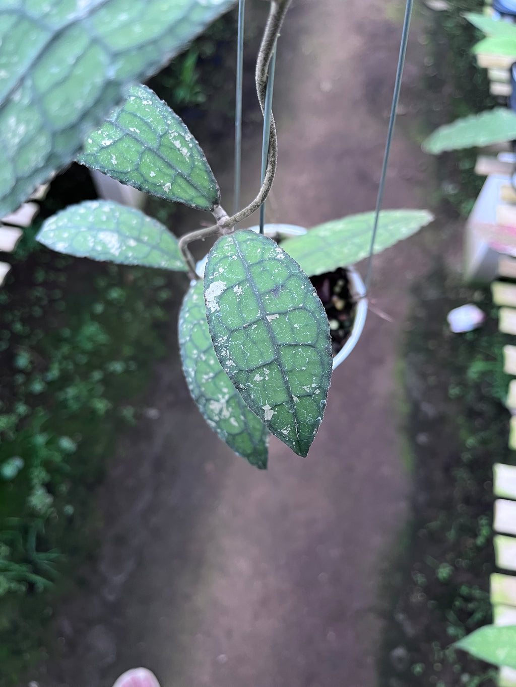 Hoya Clemensiorum Aceh Army