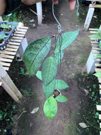 Hoya Clemensiorum Aceh