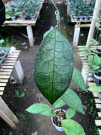 Hoya Clemensiorum Aceh