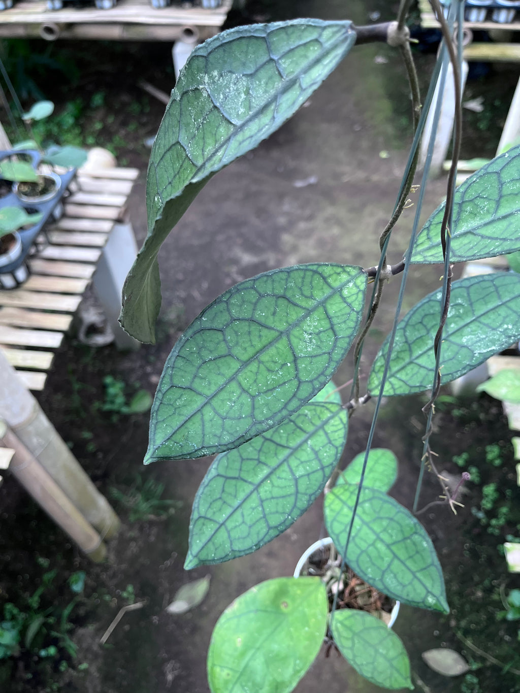 Hoya Clemensiorum Aceh