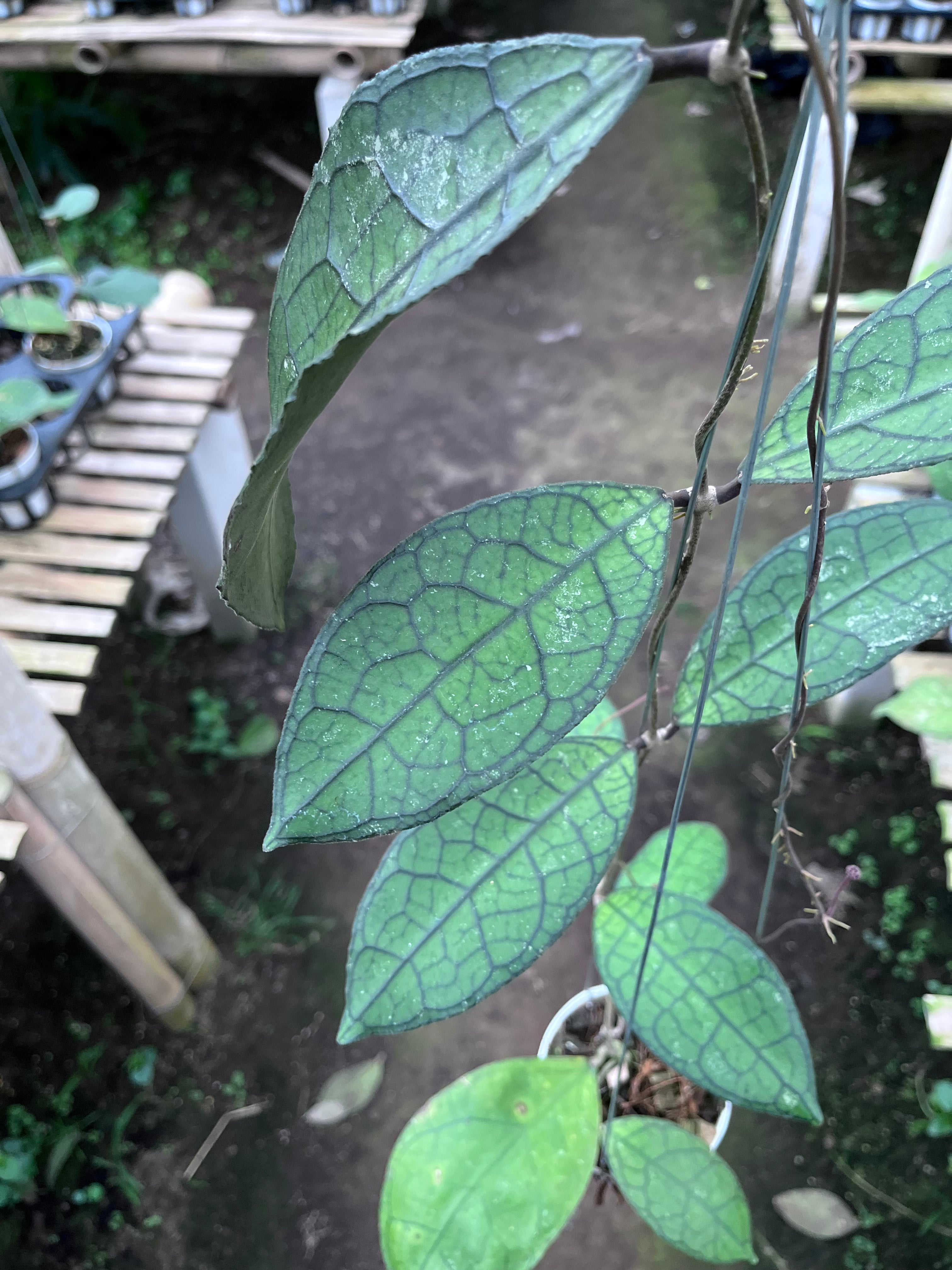 Hoya Clemensiorum Aceh