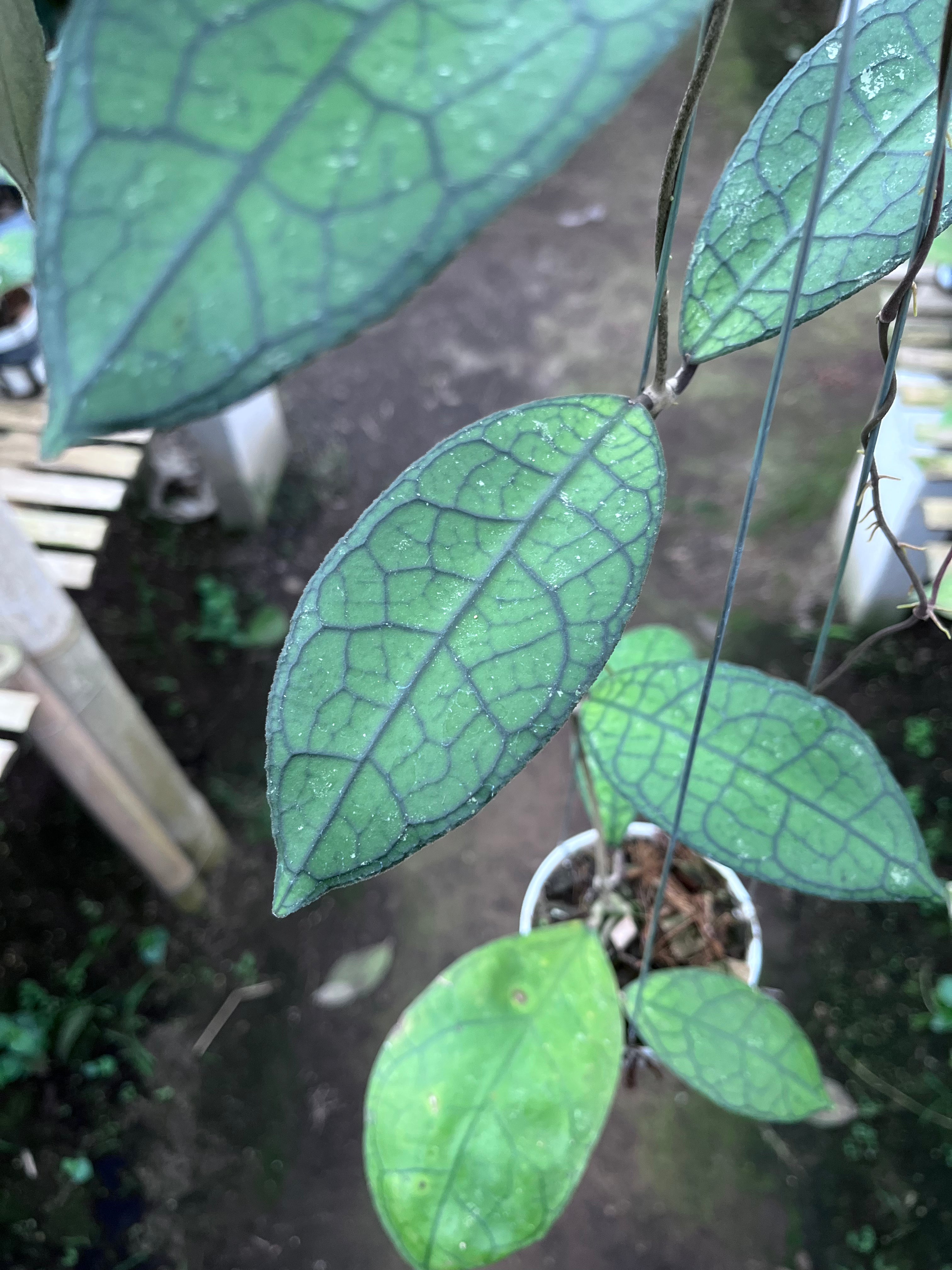 Hoya Clemensiorum Aceh