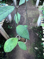 Hoya Clemensiorum Aceh