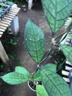 Hoya Clemensiorum Aceh