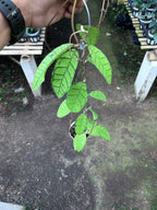 Hoya Callystophylla Regular