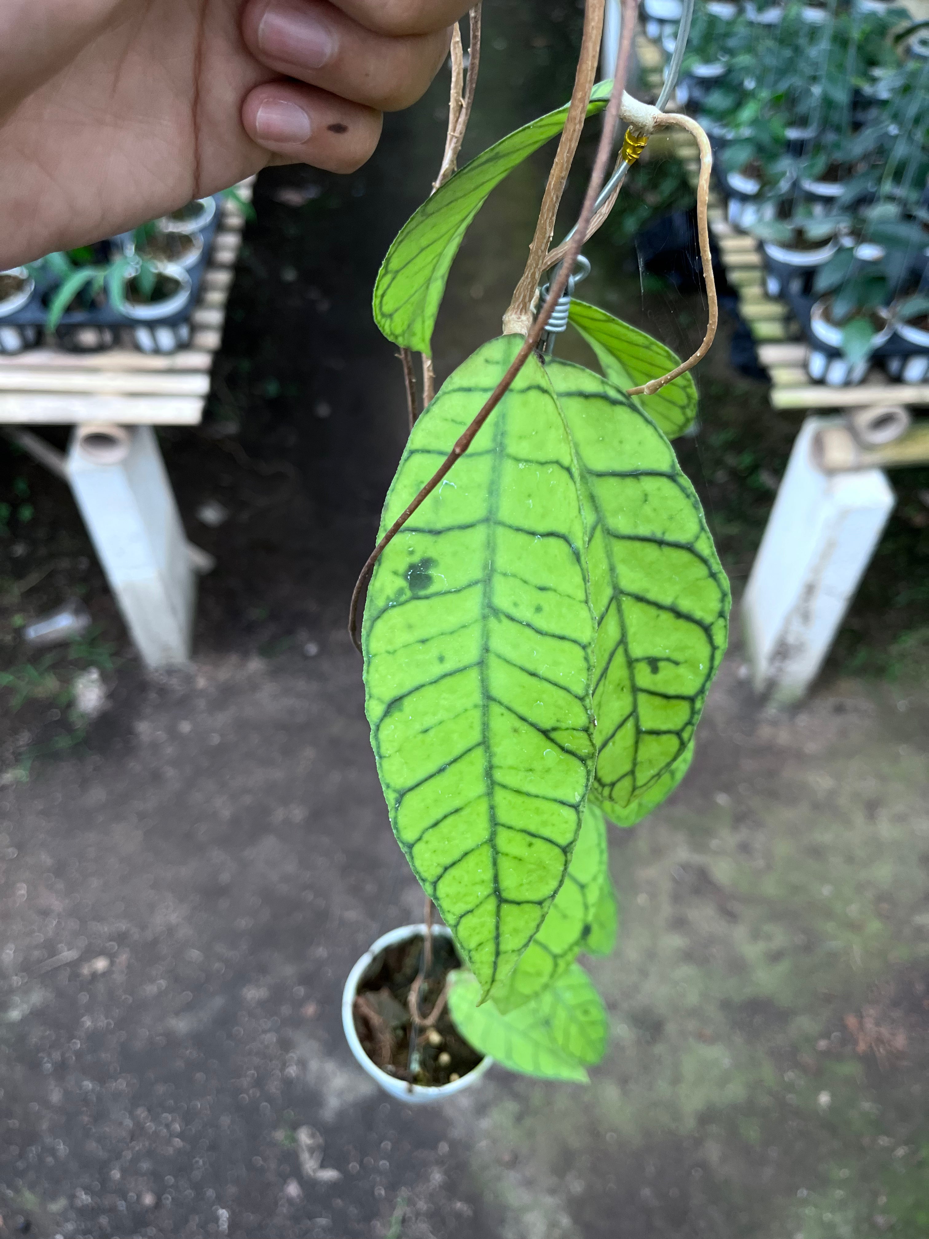 Hoya Callystophylla Regular